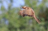 Curve-billed Thrasherborder=